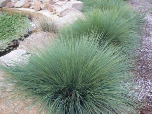 Lomandra 'Seascape'