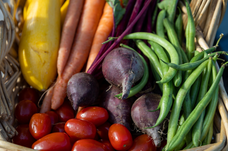 harvested veggies from a home grown DIY garden