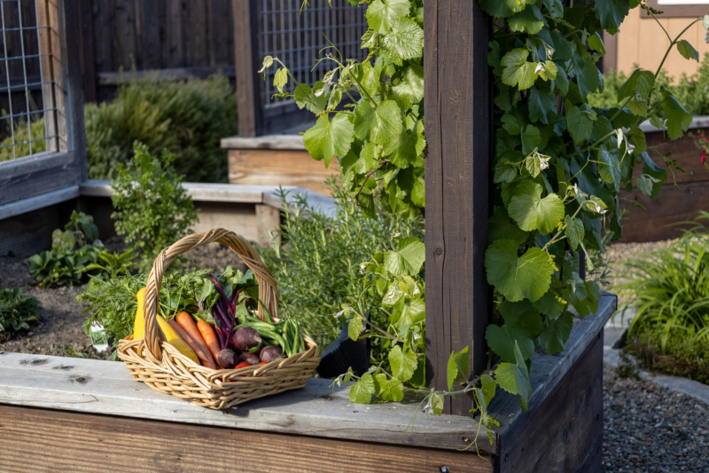 Harvest basket with fresh vegetables in a raised garden bed designed by Montgomery Robbins.