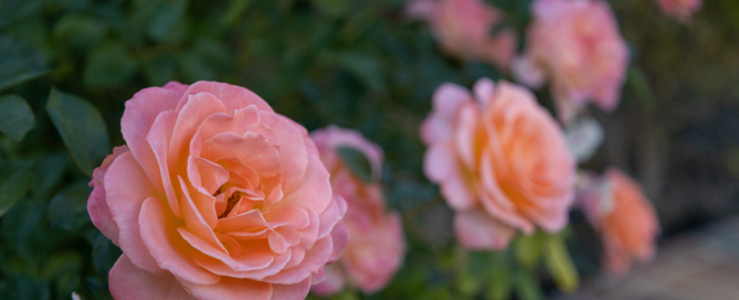 Hybrid Tea Rose 'Peace' lives up to its name with its calming and warm color in this traditional garden