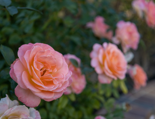 Roses in the Landscape