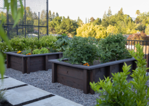 Raised wood vegetable beds in a modern landscape with concrete paver path