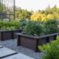 A well-maintained garden featuring large, raised wooden planter boxes filled with thriving vegetable plants. The planters are neatly arranged on a gravel pathway, with stepping stones creating a clean and organized layout. Bright green foliage and a few orange flowers add color to the scene, while a backdrop of lush trees and a black fence provide a sense of privacy and enclosure. The natural light illuminates the plants, highlighting their healthy growth. The peaceful and structured garden design offers a perfect space for growing fresh produce in a serene outdoor setting.