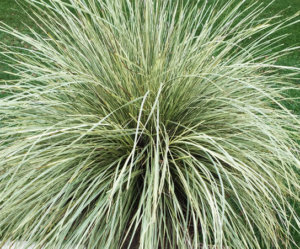 Lomandra 'Platinum Beauty'