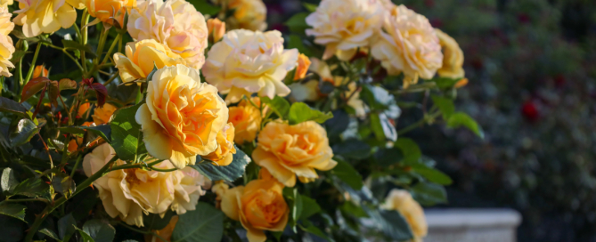 Hybrid Tea Rose 'Peace' lives up to its name with its calming and warm color in this traditional garden