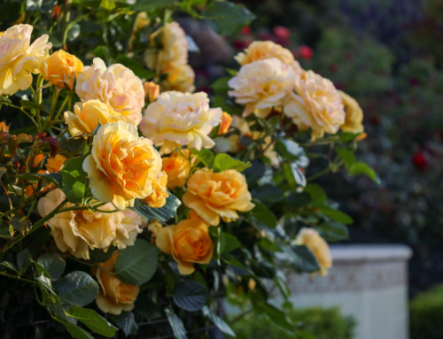 Flower Cutting Gardens