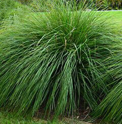 Lomandra 'Breeze'