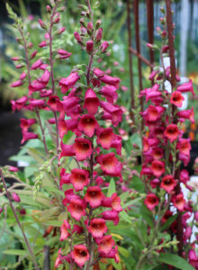 Digiplexis 'Illumination Raspberry'