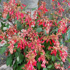 Salvia 'Ember's Wish'