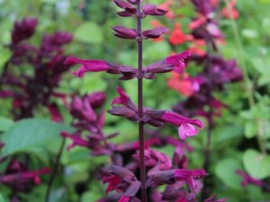 Salvia 'Love and Wishes'