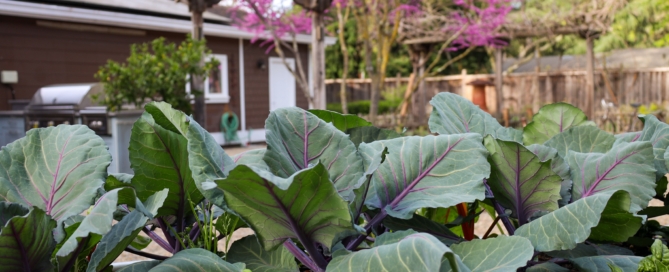 leafy veggies in a backyard garden during the spring