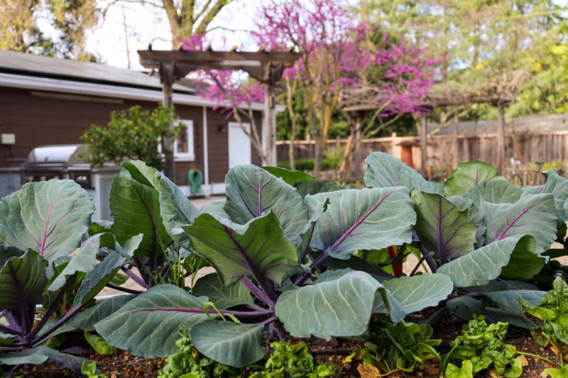leafy veggies in a backyard garden during the spring