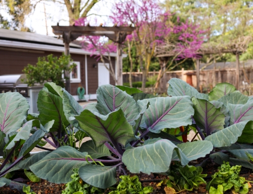 Edible Landscapes