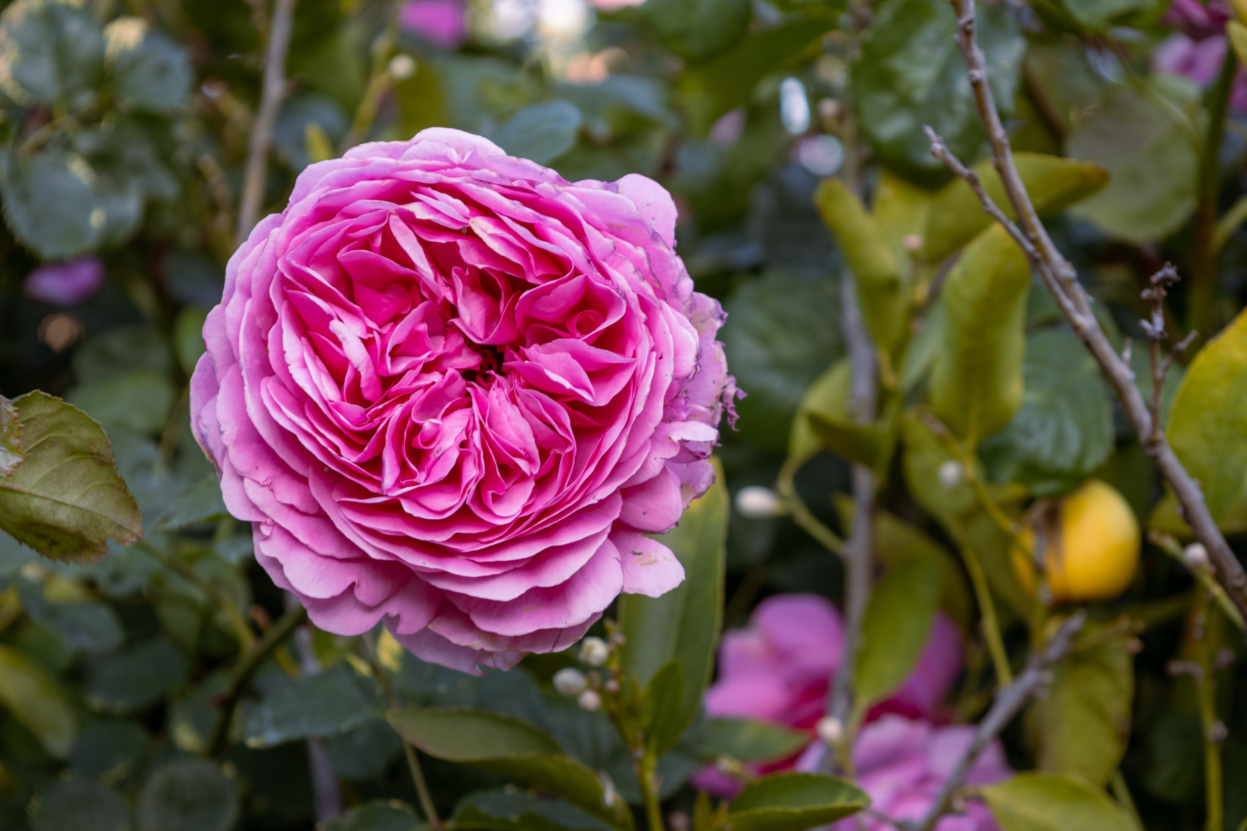 Close-up of a vibrant pink rose bloom designed by Montgomery Robbins, Inc. landscape architecture, highlighting lush flowering plants in a luxury Northern California garden.