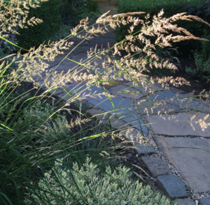 Backlit Calamagrostis 'Karl Foerster' young flower tufts