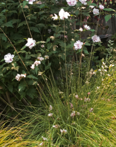 Muhlenbergia rigens (Deer Grass) in Sonoma-style landscape planting vignette