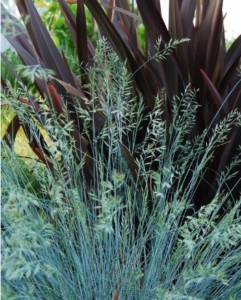 Blue fescue (Festuca glauca) combined with dark foliage