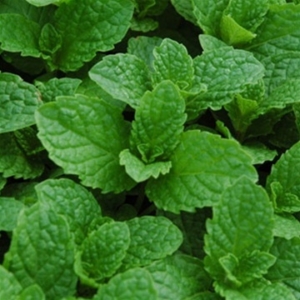 mint leaves up close