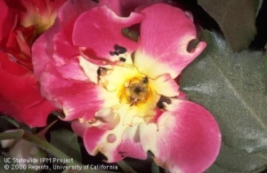 Rose bollworm damage on open flower from UC IPM website