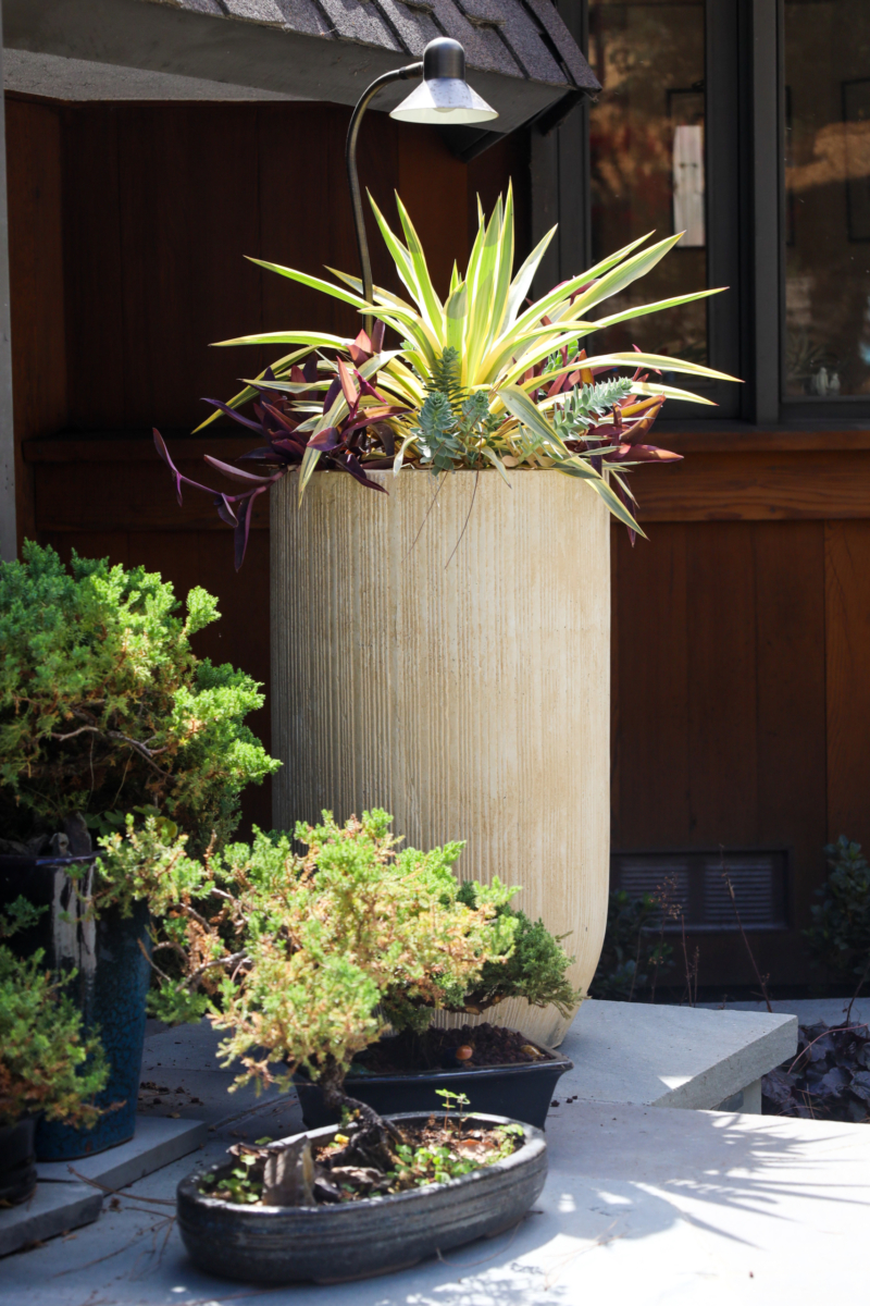 Contemporary entryway planter with dramatic foliage and bonsai accents by Montgomery Robbins – custom container garden design with lighting