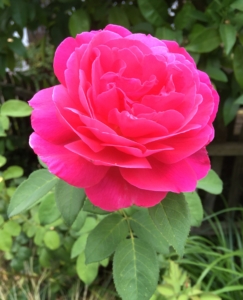 pink rose in full bloom