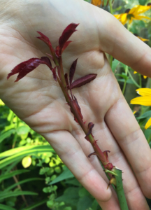 Young rose shoot emerging from last season's clean pruning cut