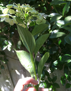 Old lacecap hydrangea flower is held up to show node where pruning cut should be made