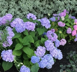 Endless Summer bigleaf hydrangeas in shades of pink, purple, and blue