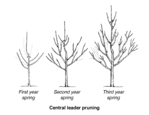 central Diagram showing ideal Central Leader pruning method
