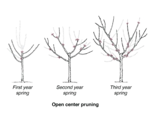 open Diagram shows ideal Open Center pruning