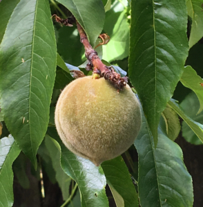 Young peaches may continue to ripen well into the winter