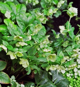Hellebore (Helleborus) species thrive under oaks