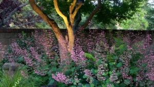 Coralbell flowers (Heuchera) thrive under oaks