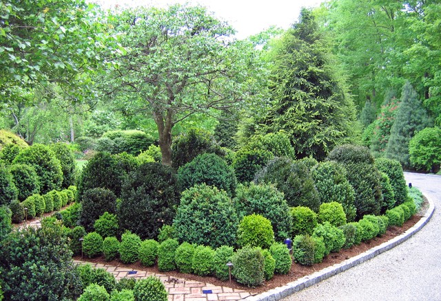 Winter evergreen garden curb appeal