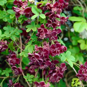 Burgundy flowers of Akebia Quinata Chocolate Vine