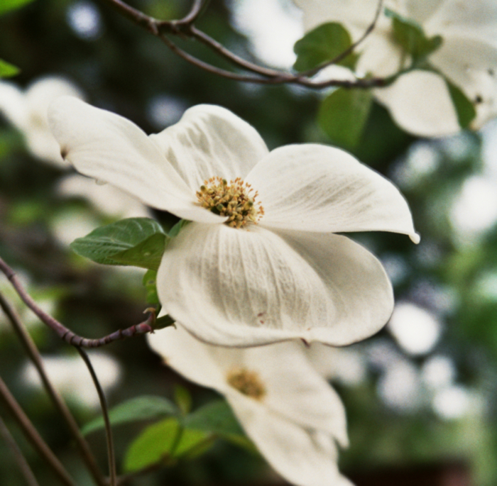 white dogwood blossom