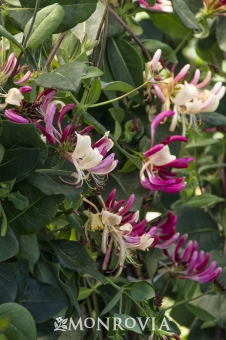 Peaches and Cream honeysuckle lonicera vine from Monrovia
