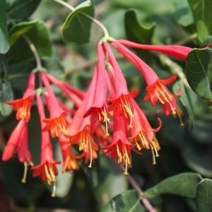 Red honeysuckle lonicera flowers