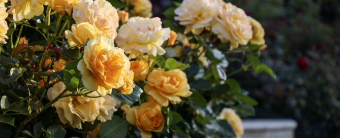 Yellow Roses