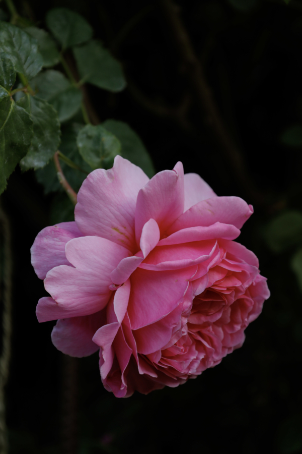 Peonies