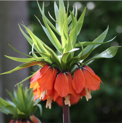 Screen Shot 2019-10-11 at 8.23.22 PM Orange fritillaria blossoms from a fall planted bulb