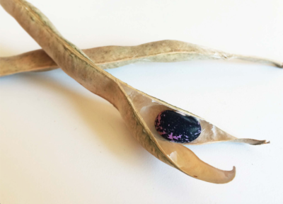 Screen Shot 2019-10-11 at 8.23.39 PM Dry red runner bean in pod