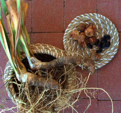 Screen Shot 2019-10-11 at 8.24.57 PM Iris rhizomes and dry crocus bulbs ready for planting