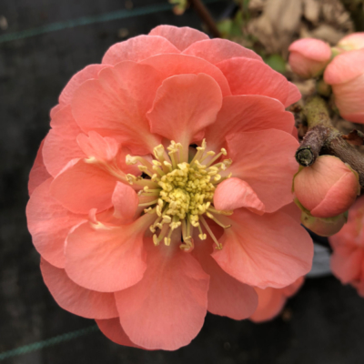 Young peaches may continue to ripen well into the winter