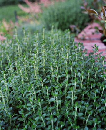 Close-up of mediterranean garden foliage