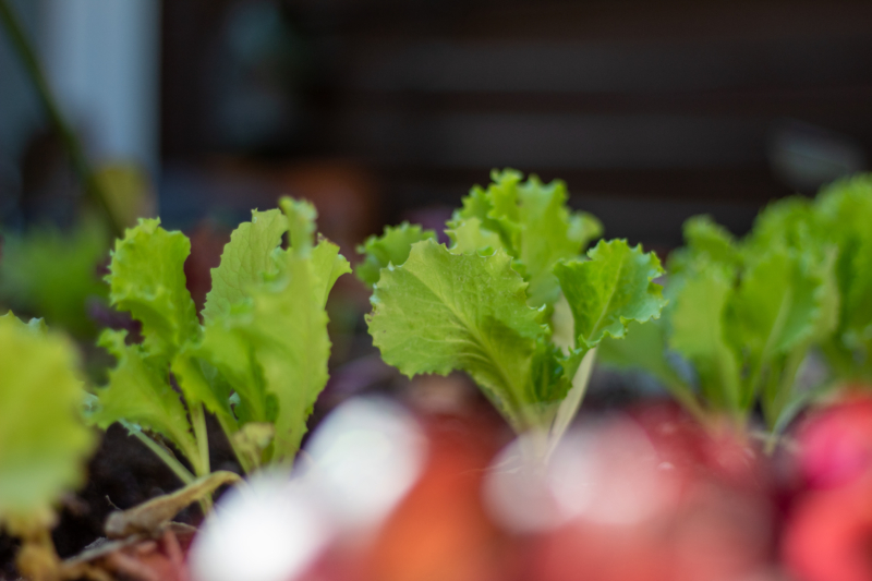 seedlings in a DIY garden