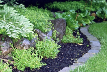 Lush spring ground cover freshly divided and replanted