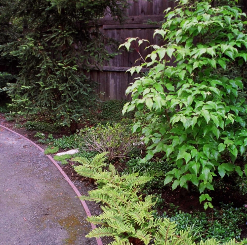 Shade garden with one dead shrub