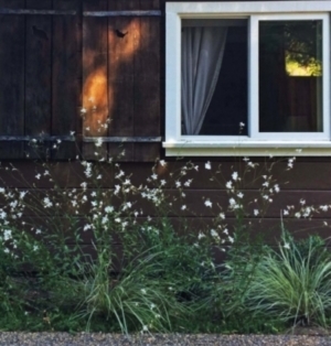 Elegant green and white planting against dark brown wall