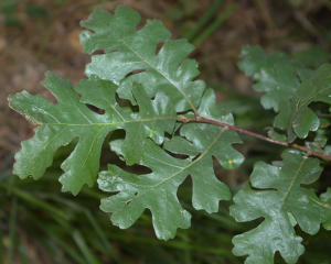 California Valley Oak (Quercus lobata) leaves